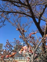 若旦那の日記（熱海桜、早くも！）