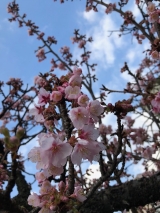 若旦那の日記（あたみ桜・糸川桜まつり開催）